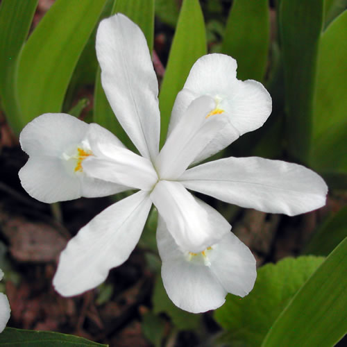 Iris cristata alba